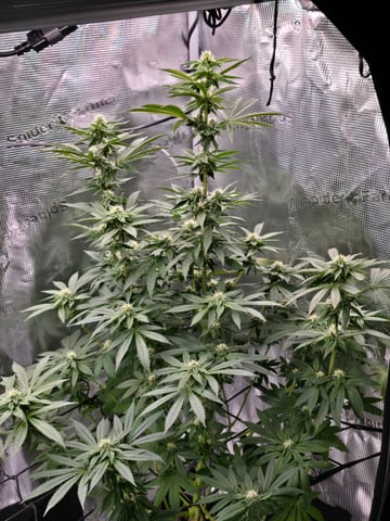 Northern lights #10 2nd plant (Selkies) — flower, day 67