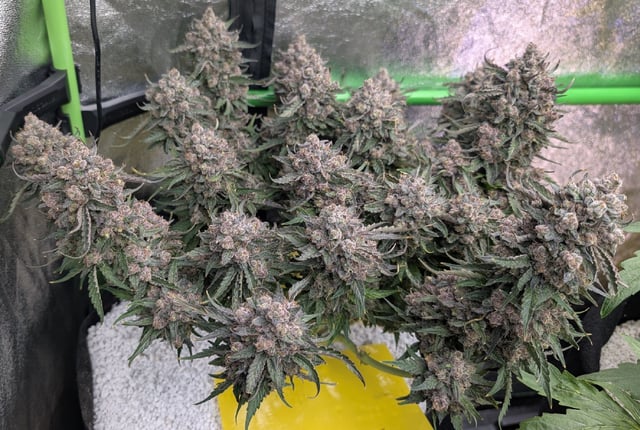 Perpetual Autoflower Mixed Grow #3 — flower, day 79