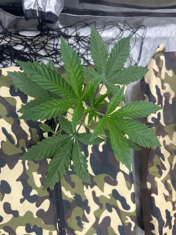 The Bling  — seedling_rooting, day 27