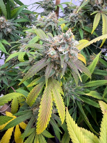 Indoor Grow  — flower, day 194