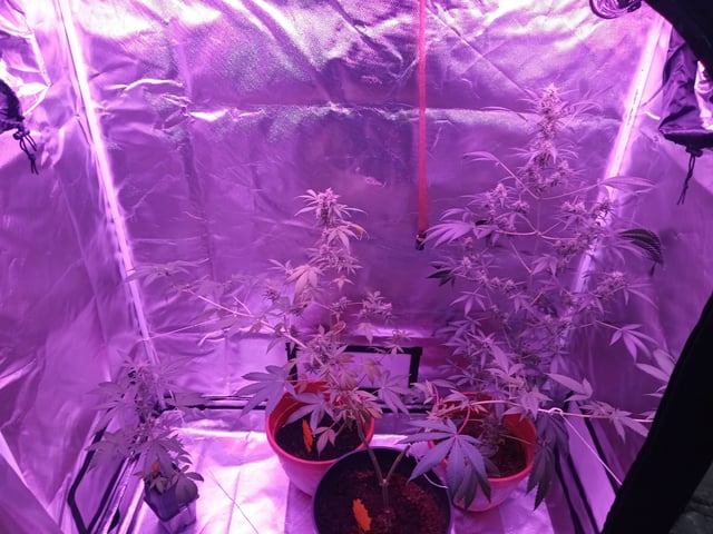 aurora auto — flower, day 106