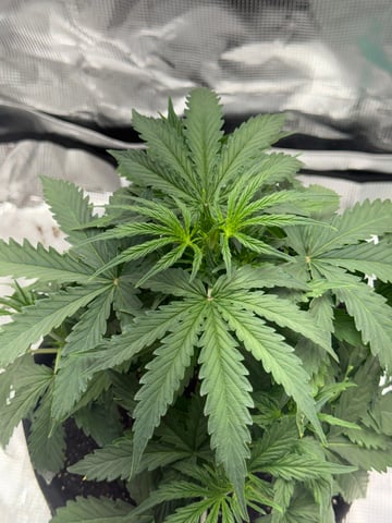 Indoor — vegetative, day 29