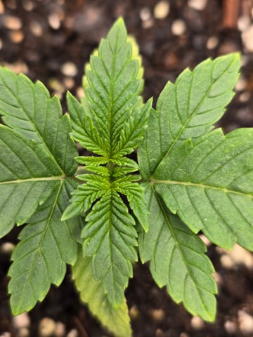 Northern lights #10 (Alaska) — vegetative, day 9