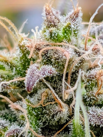 Steve's grow — flower, day 68