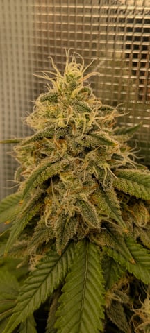 1st grow continued  — flower, day 32