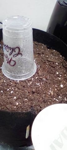 Seedman mix auto & seedman mix auto & GodFather OG — seedling_rooting, day 15