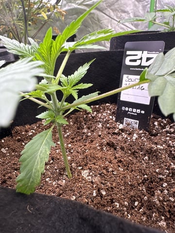 Good Genetix Vs. Fast Budz  — auto, day 18