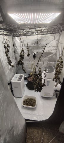 Grape Gasoline — harvest, day 61