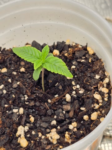 Northern lights #10 (Alaska) — seedling_rooting, day 5
