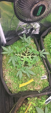 First Grow with the new setup  — vegetative, day 43