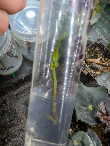 Plant in a test tube — seedling_rooting, day 201