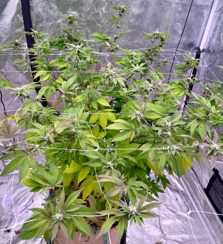 grow 4 — flower, day 73