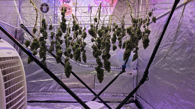Amnesia Haze Run