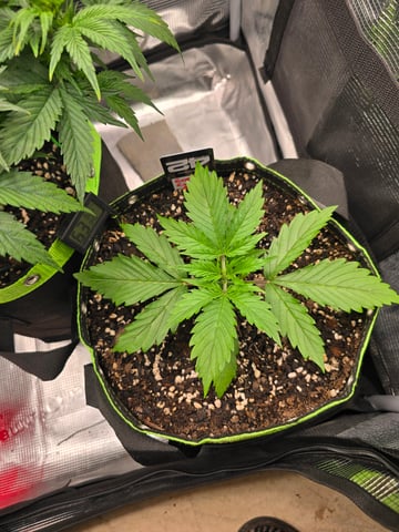 Gorilla Cookies auto  — vegetative, day 14
