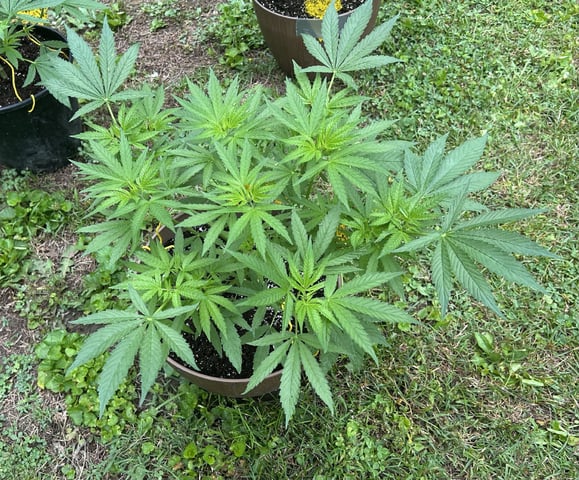 2026 Outdoor — vegetative, day 57