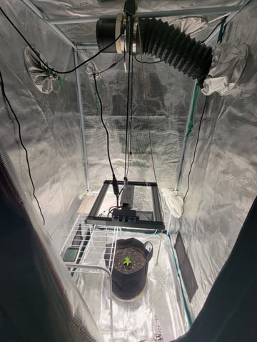 First try — seedling_rooting, day 19