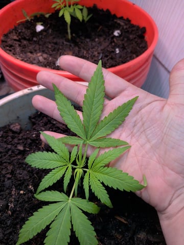 2026 — vegetative, day 33