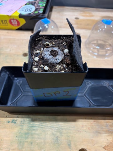 Round 1.5 — seedling_rooting, day 11