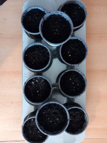 10x Critical Feminisiert from Ganjafarmerseeds  — none, day 106