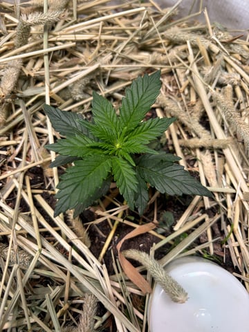 510 First Run! — flower, day 29