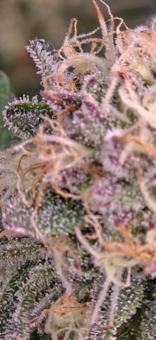 Looking for advice! — flower, day 86