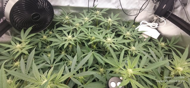 Found my Females... Game On! — flower, day 151