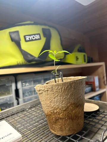 First ever grow — vegetative, day 23