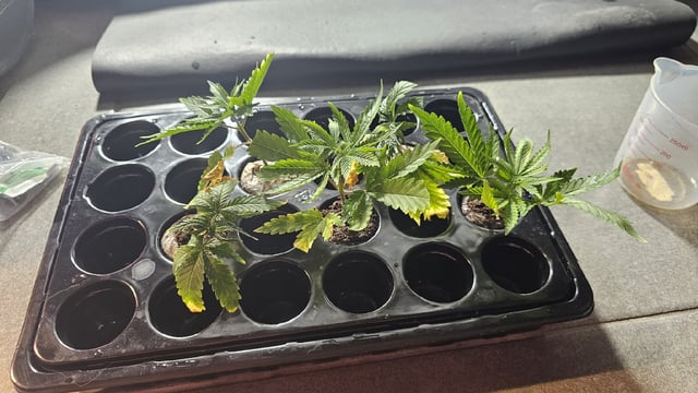 Amnesia Haze Run — vegetative, day 8