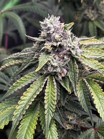 Pink Passion Fruit — flower, day 93