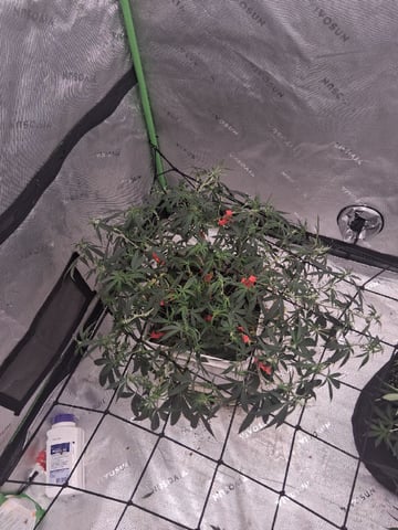Mystic Gorilla — vegetative, day 59
