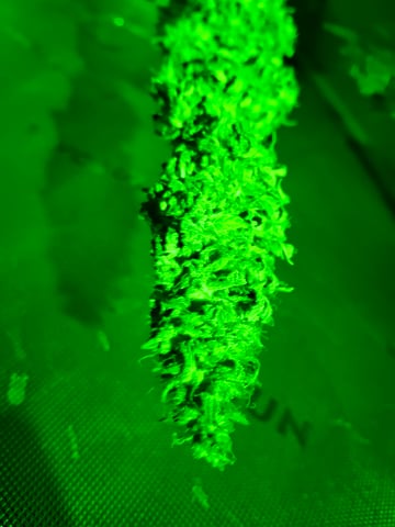 Do Si Dos -Cookies — flower, day 140