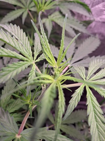 critical Mass  — flower, day 47