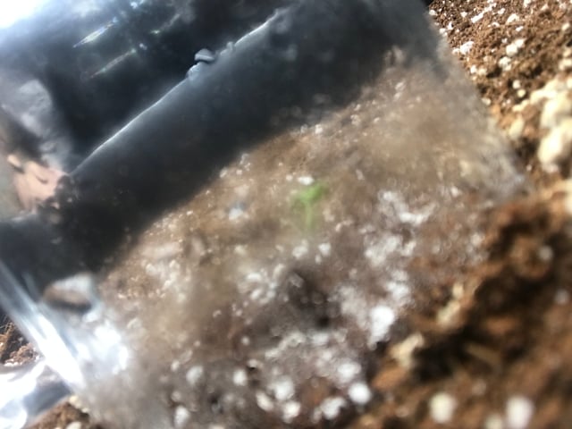 ripleys og — seedling_rooting, day 1