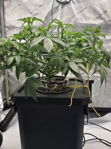 Barney's Farm - Cherry Popper — flower, day 59