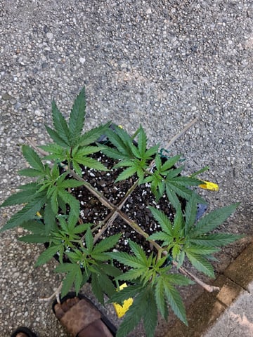 My First Grow — vegetative, day 87