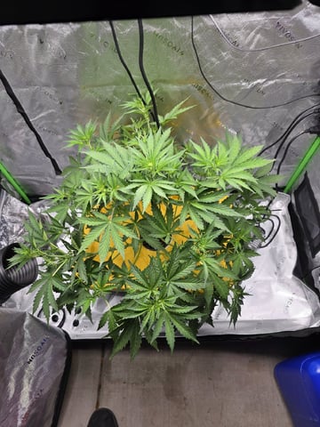 Mendo Frost Autoflower