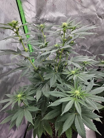 Bruce Banner #4  — flower, day 73