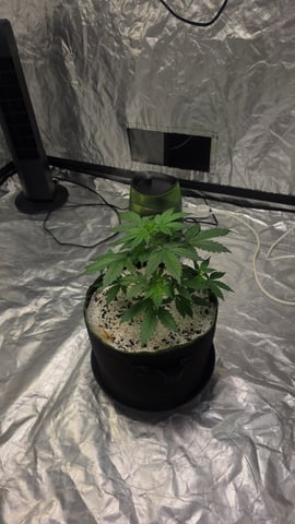 Beginner - My first grow has been an incredible experience so far! — vegetative, day 33