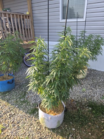 Outdoors L.S.D and Cinderalla 99  — flower, day 51