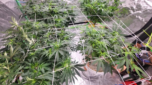 1st grow indoors(cardboard box to 2x2x4 to 5x5x6) — flower, day 81