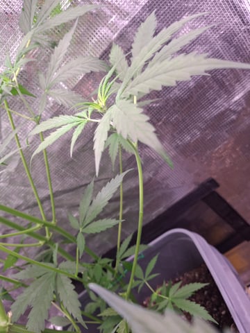 critical Mass  — flower, day 55