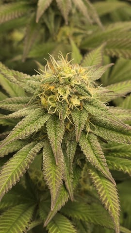Strawberry Sugar  — flower, day 94