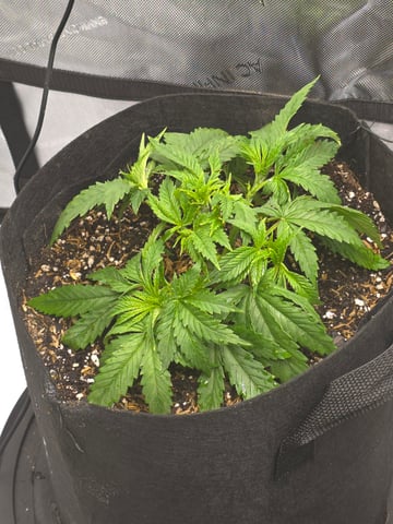 Purple Haze  — vegetative, day 17
