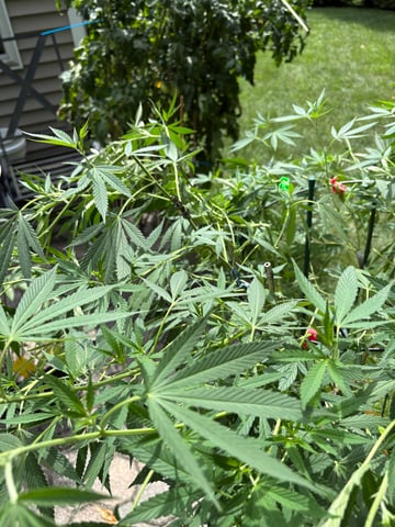 purple punch  — vegetative, day 48