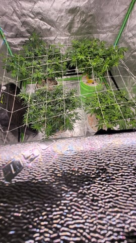 1st grow indoors(cardboard box to 2x2x4 to 5x5x6) — flower, day 86