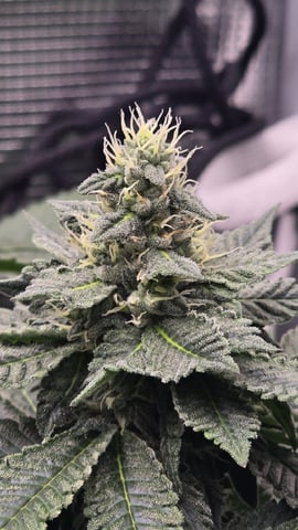Purple Nasty By Ethos Seeds — flower, day 92
