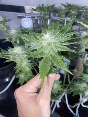 75x60  x 4 Gens — flower, day 60