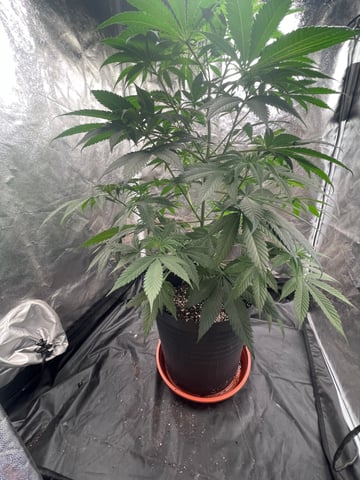 Blueberry — vegetative, day 59