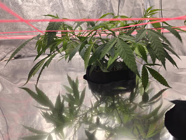 Platnium Jelly — vegetative, day 23