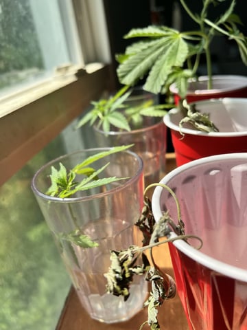 Banjo Clones — vegetative, day 1